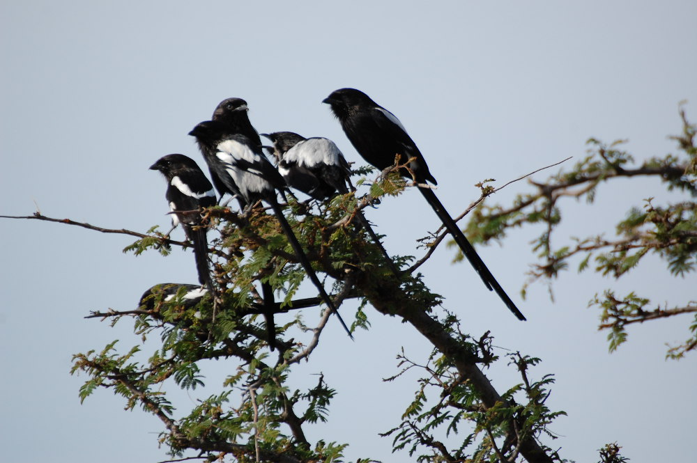 Tanzania - Averla gazza (Urolestes melanoleucus)