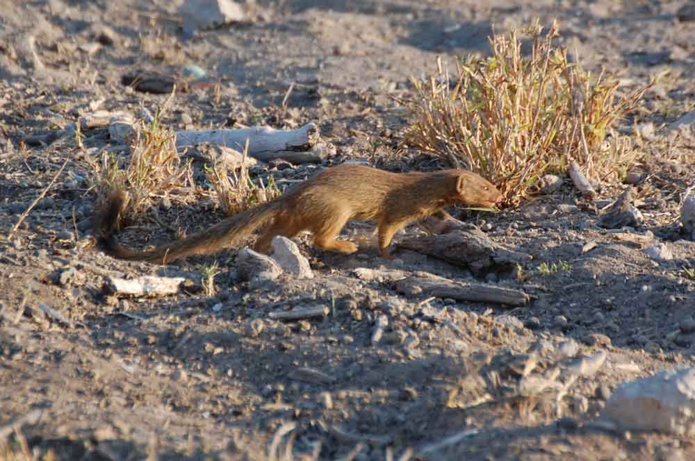 Mangusta snella:  Herpestes sanguineus - Namibia