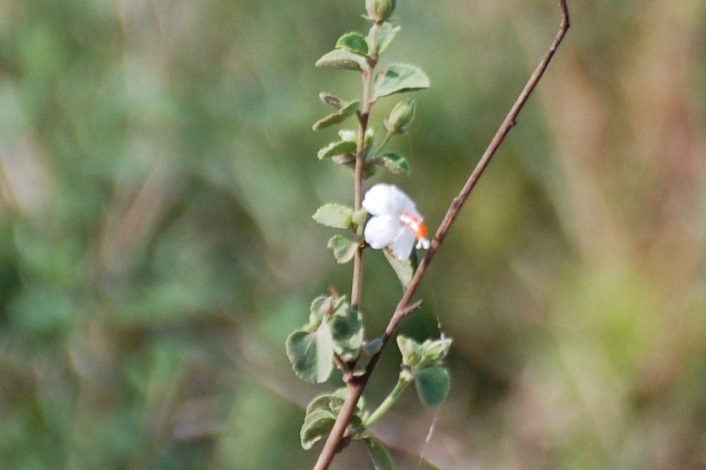 Tanzania - Hibiscus flavifolius Ulbr. (Malvaceae)