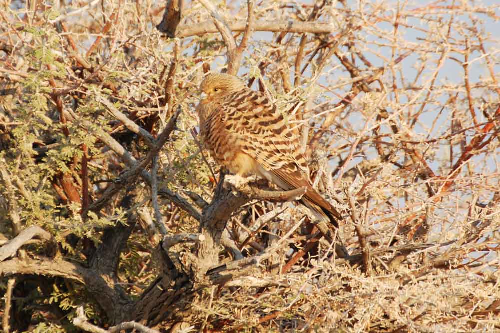 Gheppio maggiore:  Falco rupiciloides - Namibia