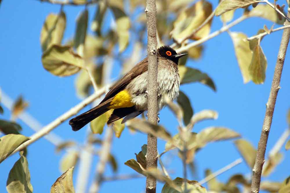 Pycnonotus nigricans / Bulbul frontenera - Namibia