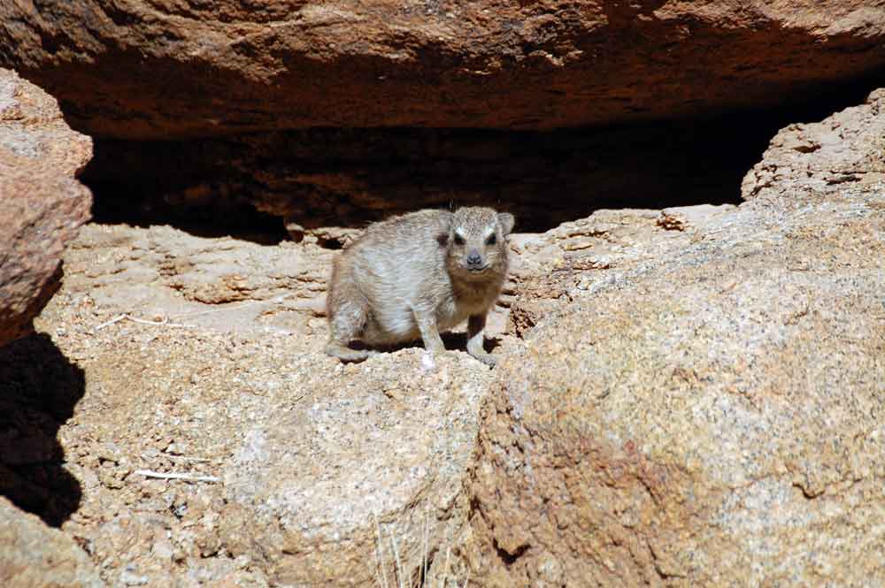 Procavia capensis / Irace del Capo - Namibia