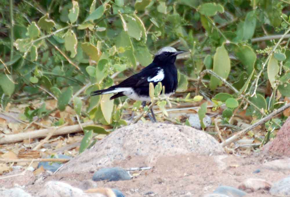 Myrmecocichla monticola / Monachella montana  - Namibia