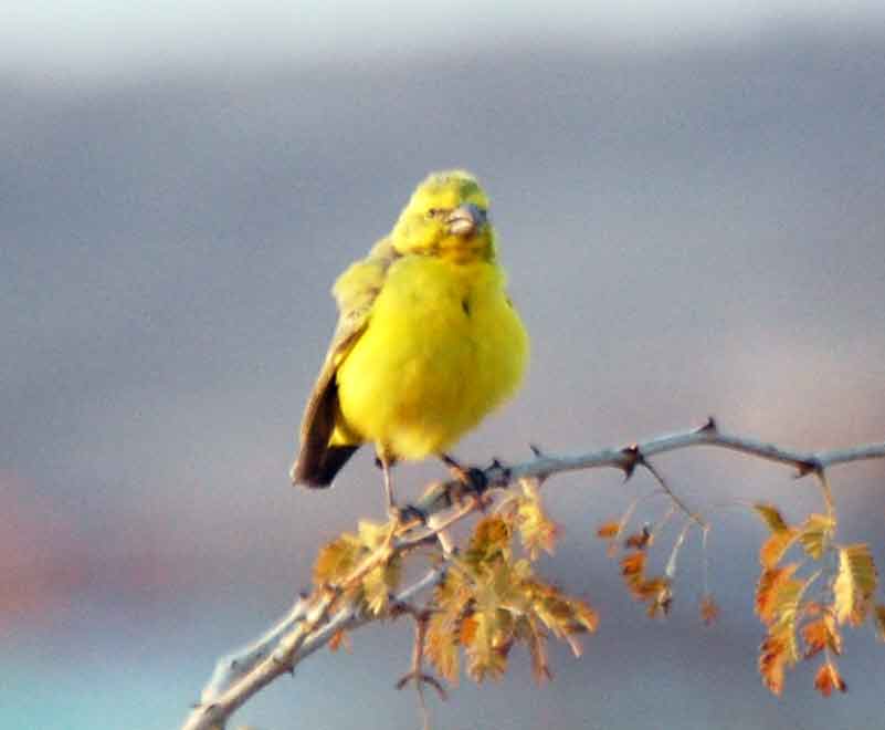 Canarino giallo (Crithagra flaviventris) - Namibia