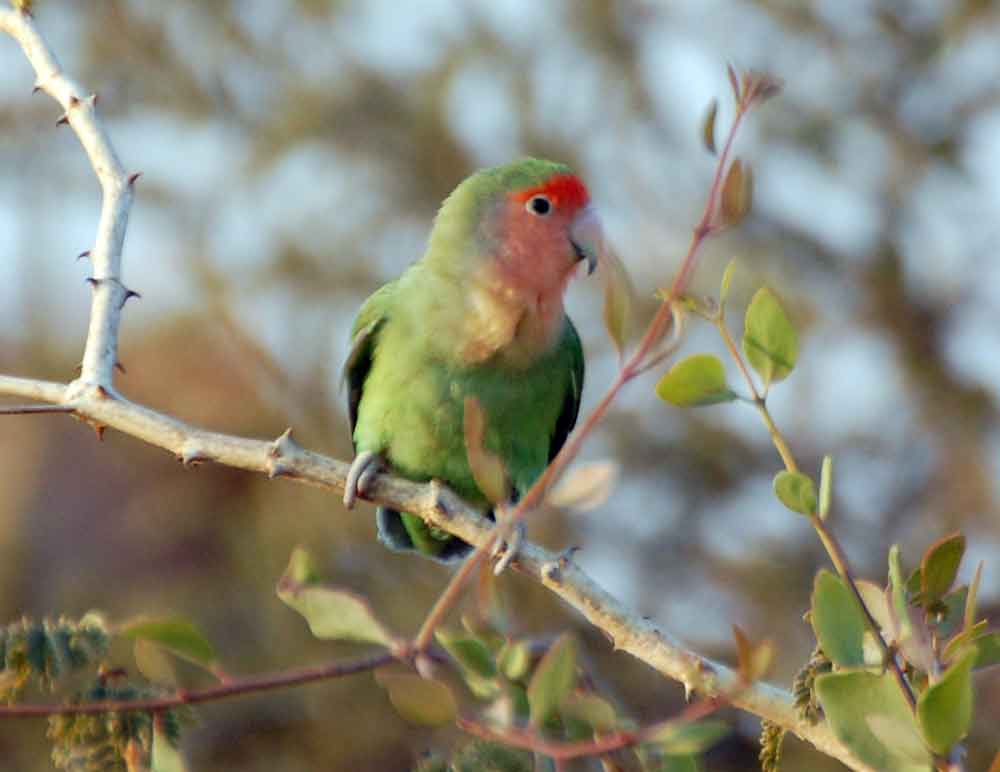 Agapornis roseicollis / Inseparabile facciarossa - Namibia