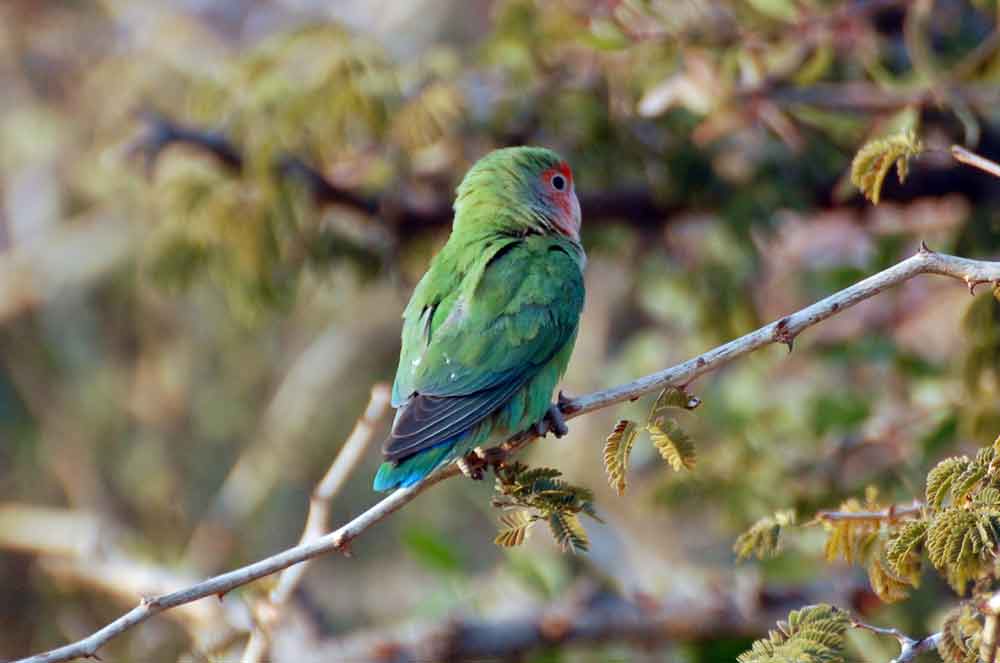 Agapornis roseicollis / Inseparabile facciarossa - Namibia