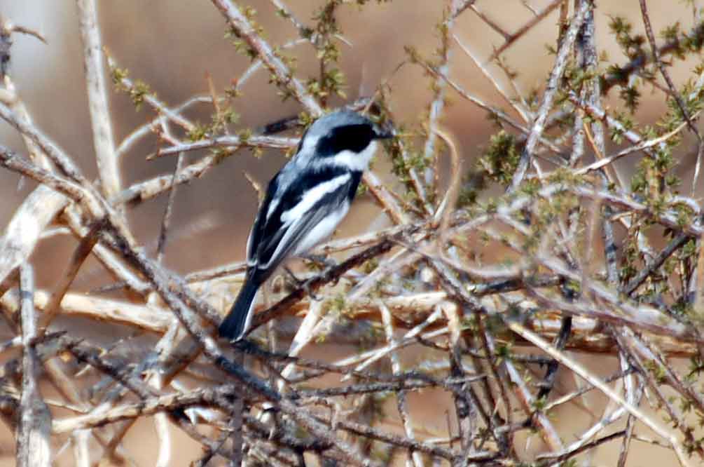 Batis pririt (Passeriformes) - Namibia