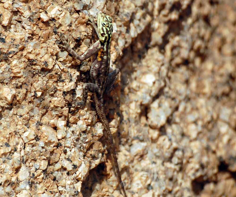 Agama planiceps  / Agama delle rocce - Namibia