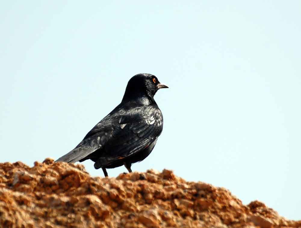 Onychognathus nabouroup / Storno alichiare  -  Namibia