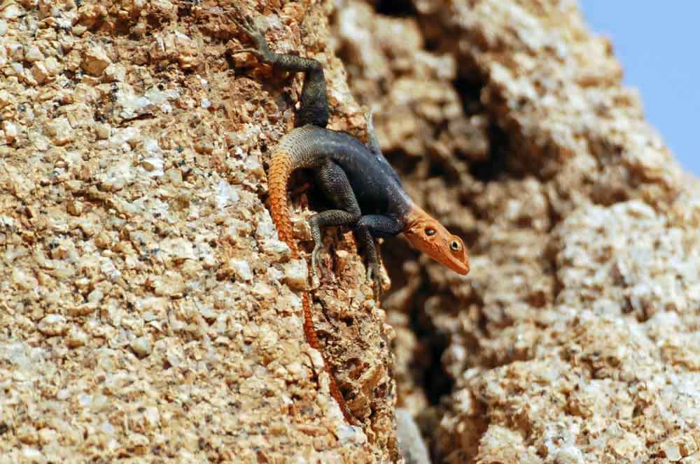 Agama planiceps  / Agama delle rocce - Namibia