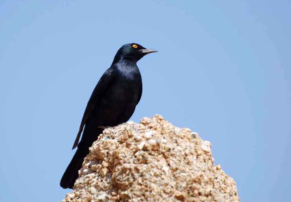 Onychognathus nabouroup / Storno alichiare  -  Namibia