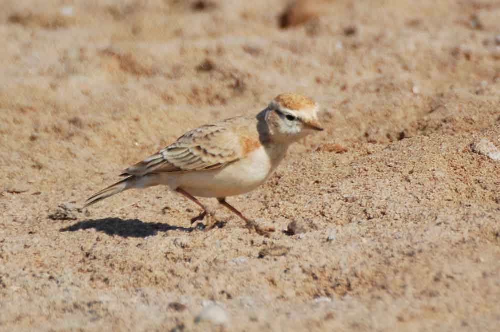 Calandrella cinerea - Namibia