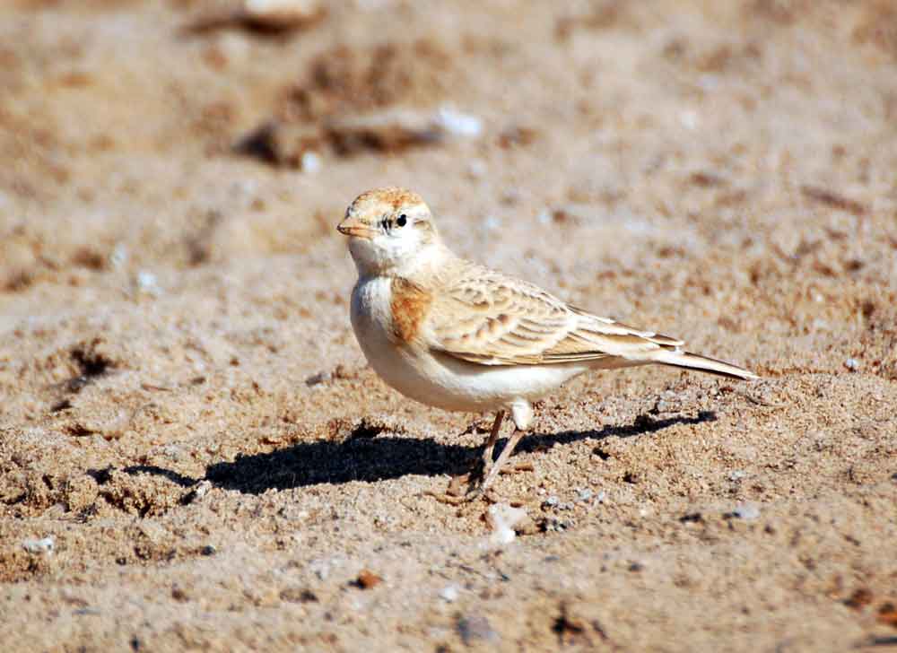 Calandrella cinerea - Namibia