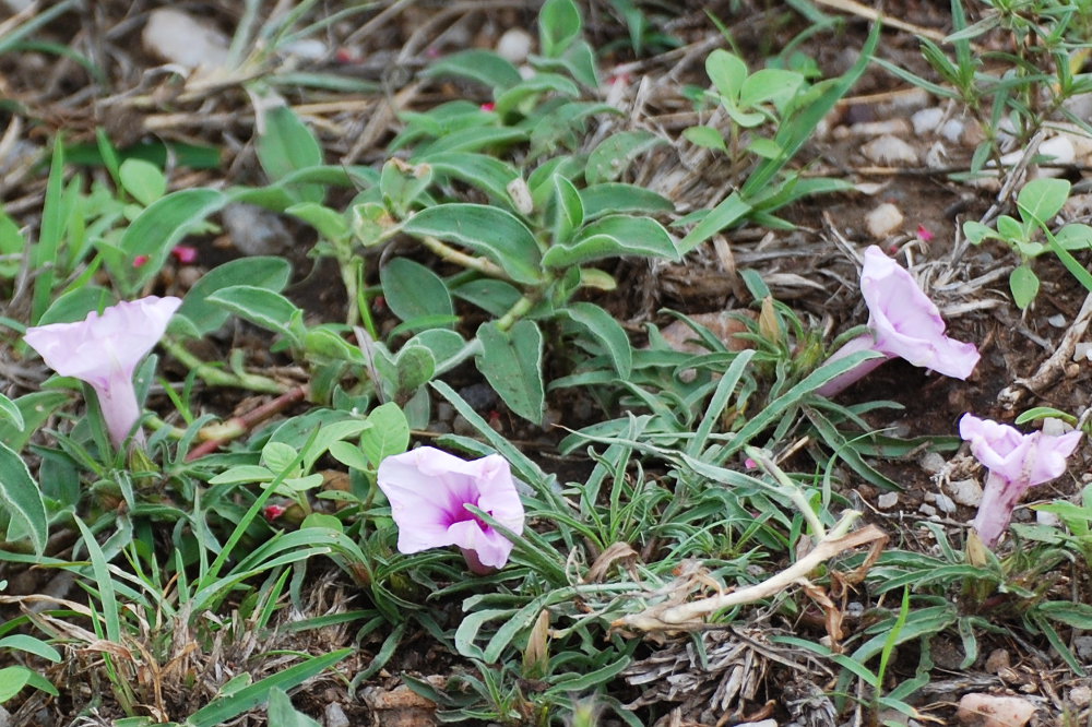 Tanzania - Ipomoea sp.