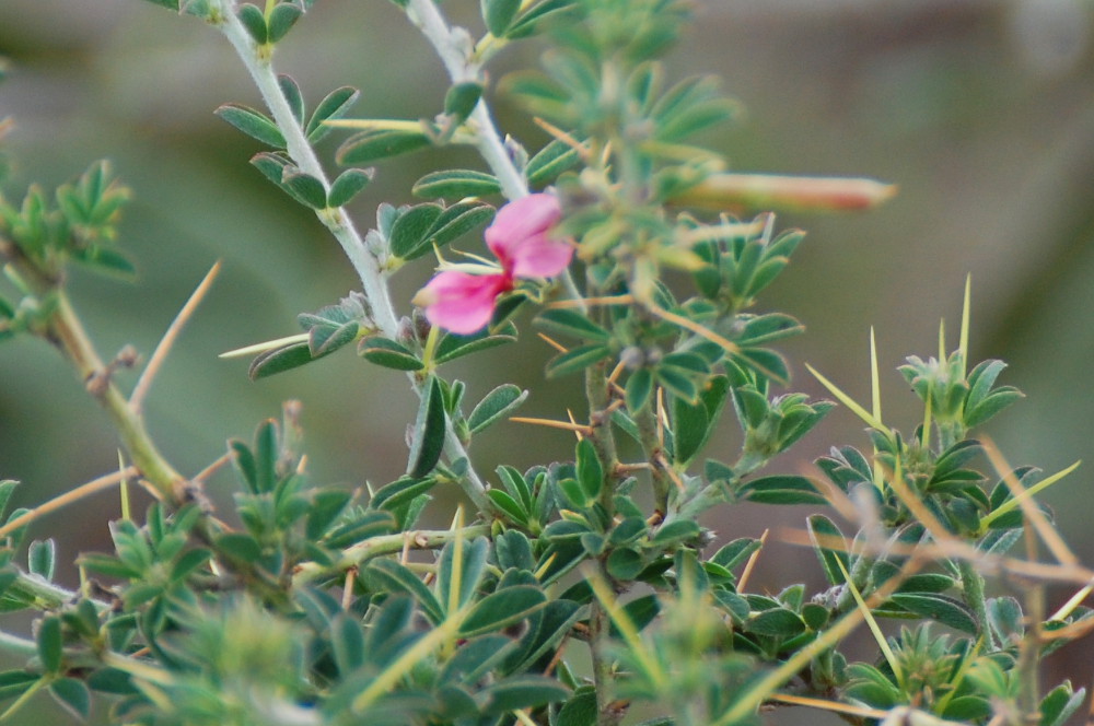 Tanzania - Indigofera spinosa Forssk. (Fabaceae)