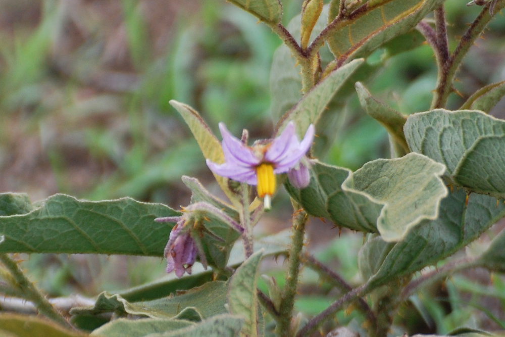 Tanzania - Solanum incanum (Solanaceae)