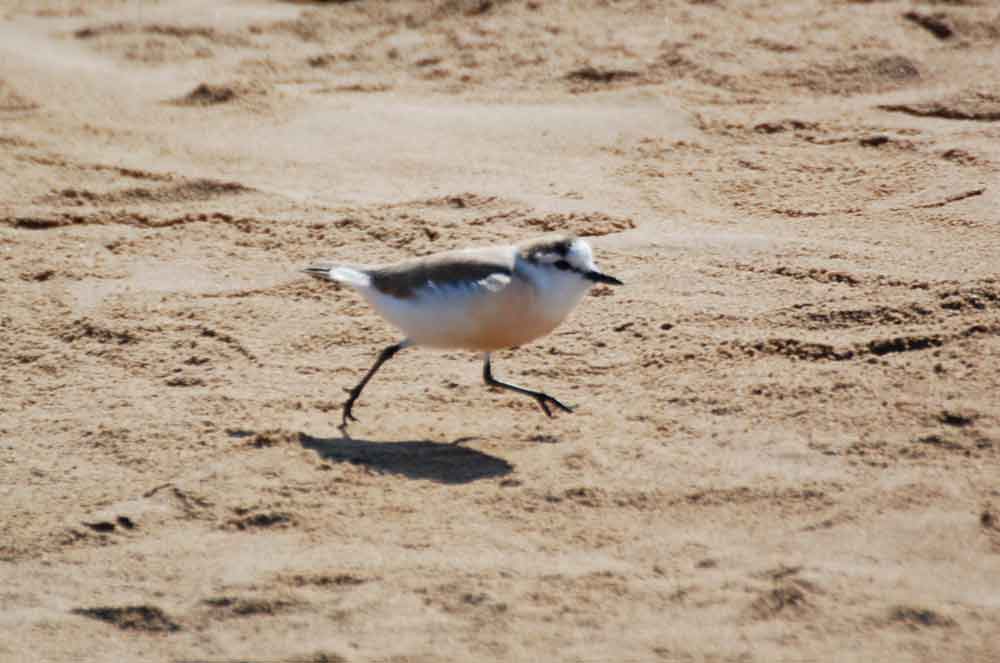 Charadrius marginatus / Corriere marginato  - Namibia