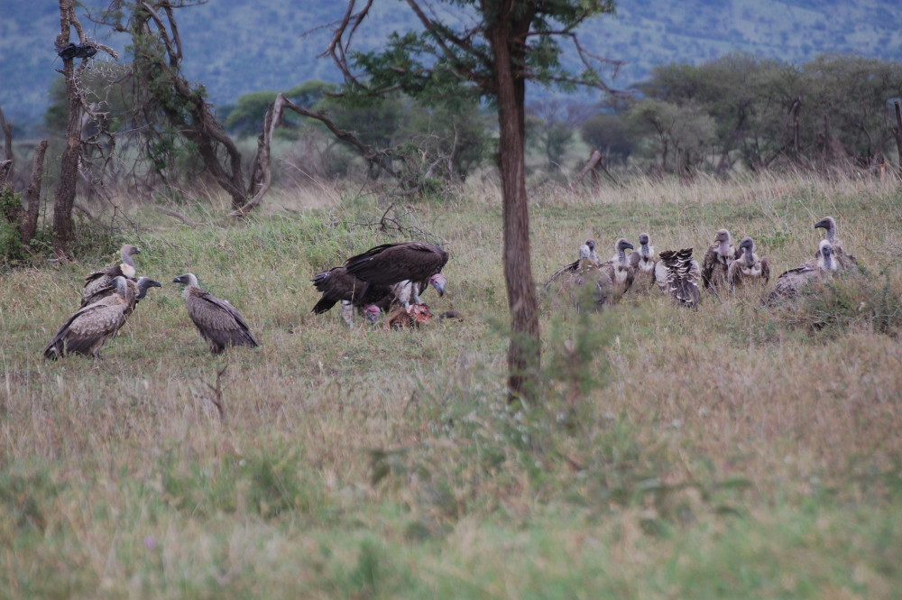 Tanzania - Avvoltoio orecchiuto (Torgos tracheliotus)