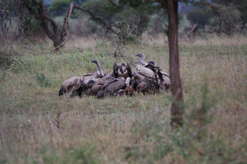 Tanzania - Avvoltoio orecchiuto (Torgos tracheliotus)