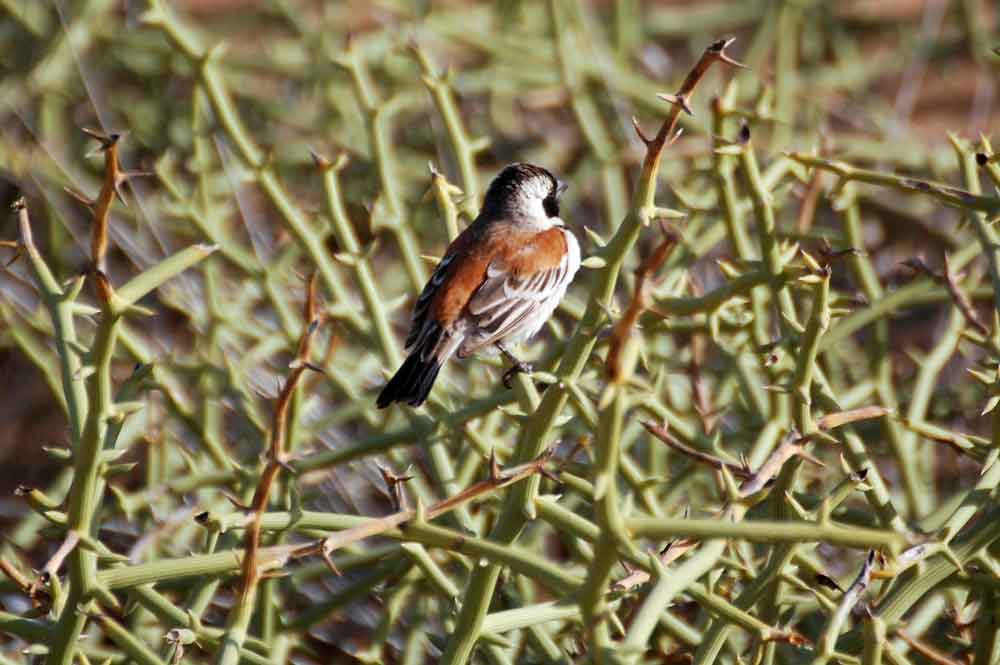 Passer melanurus  / Passero del Capo   - Namibia