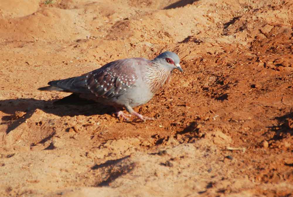 Columba guinea / Speckled Pigeon  - Namibia