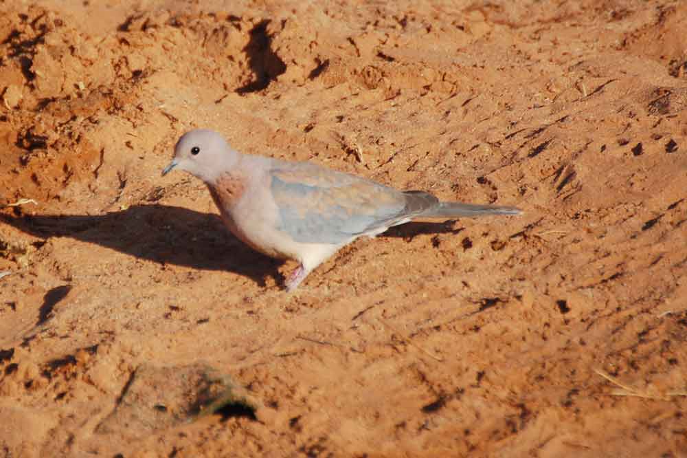 Spilopelia senegalensis / Tortora delle palme - Namibia