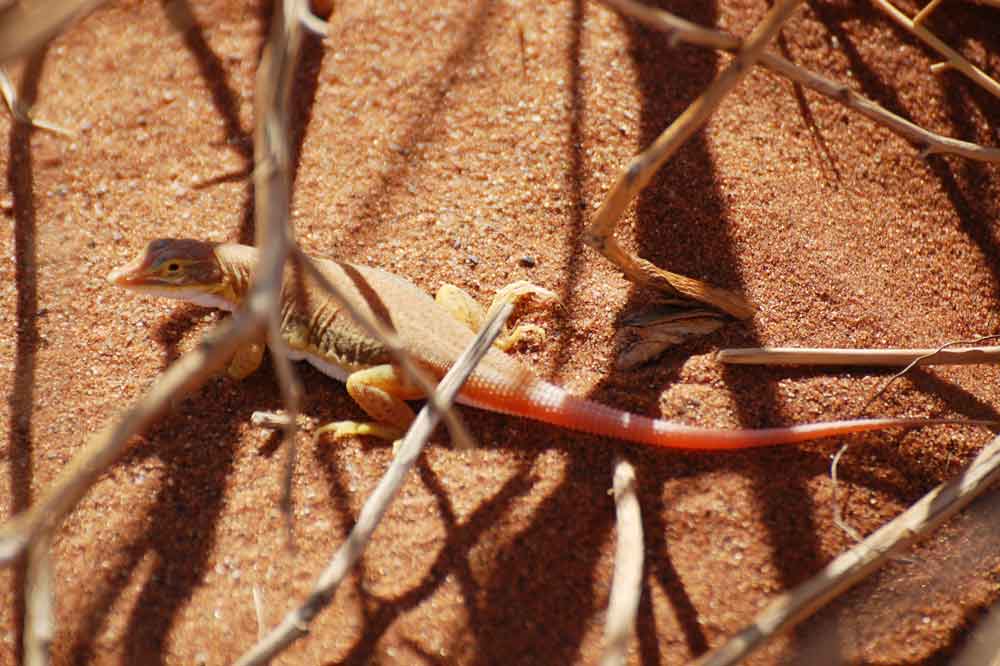 Lucertola:  Meroles sp.  - Namibia