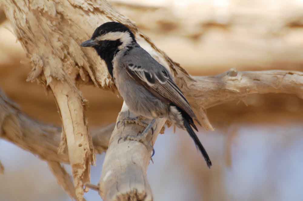 Melaniparus cinerascens - Namibia