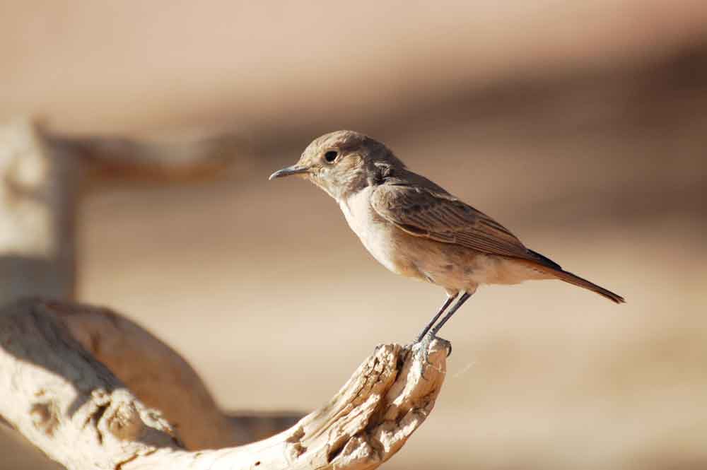 Oenanthe familiaris / Sassicola familiare - Namibia