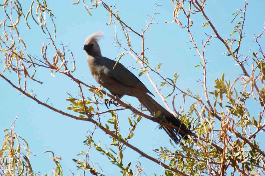 Uccello topo?  No, Corythaixoides concolor - Namibia