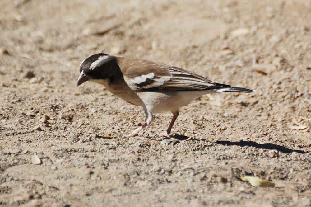 Plocepasser mahali - Namibia