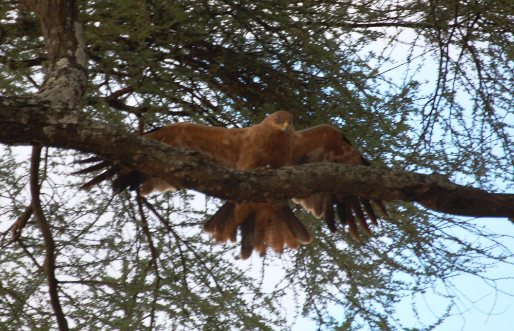 Tanzania - Aquila?  S, Aquila rapace (Aquila rapax)