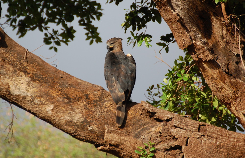 Tanzania - Rapace