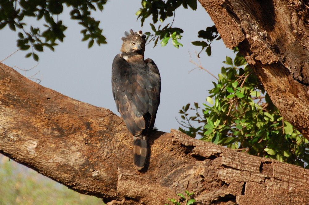 Tanzania - Rapace