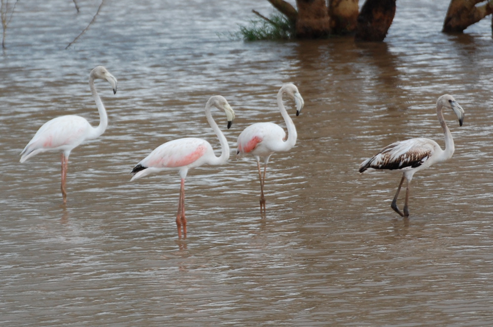 Tanzania - Fenicotteri (Phoenicopterus roseus)