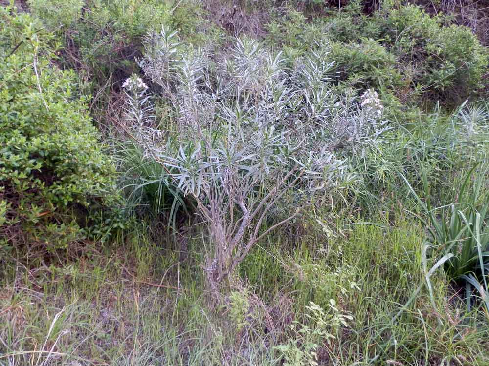 Echium decaisnei -  Canarie