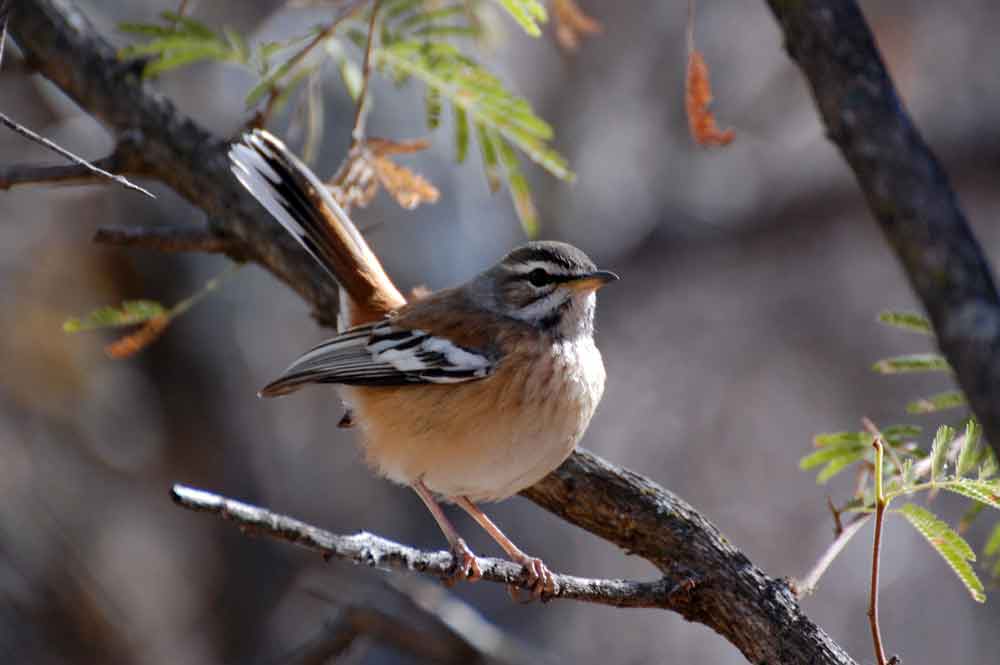 Cercotrichas (= Erythropygia ) leucophrys - Namibia