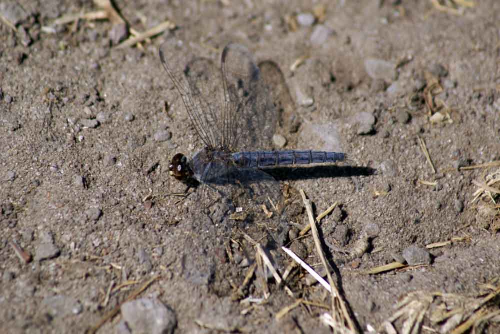 Libellula 3 - Botswana