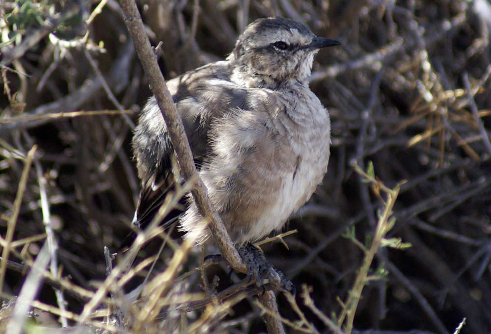 Mimus saturnius - Patagonia