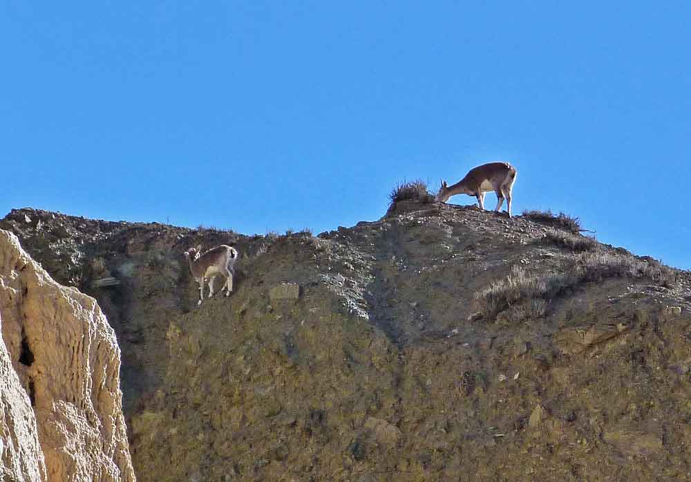 Ungulato - Nepal