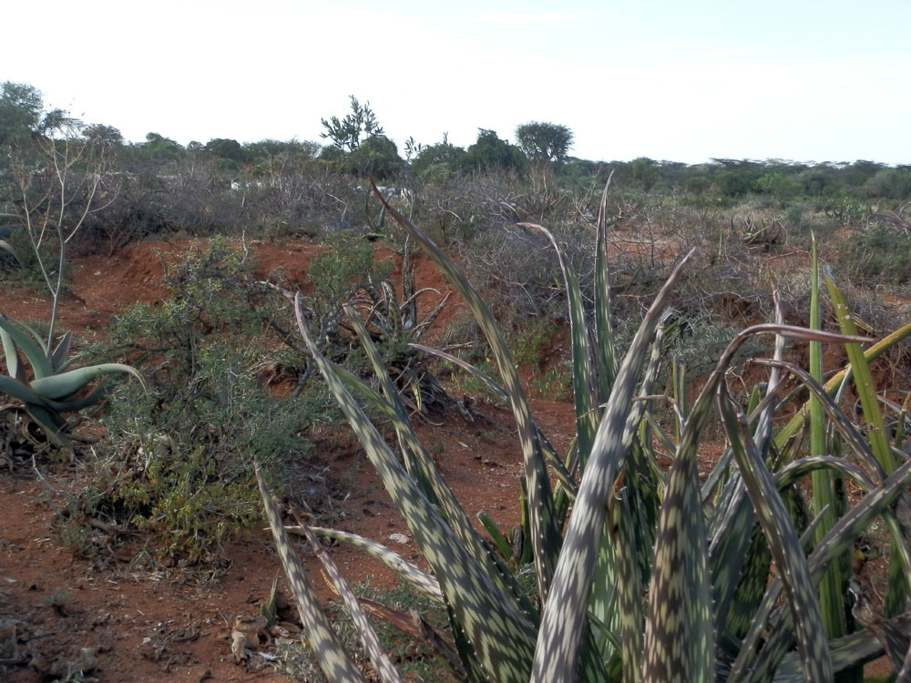 Fiore in Etiopia 2 - Blepharis obmitrata