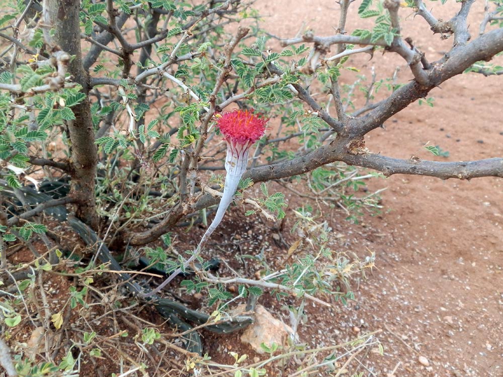 fiore in Etiopia 6 - Senecio stapeliformis