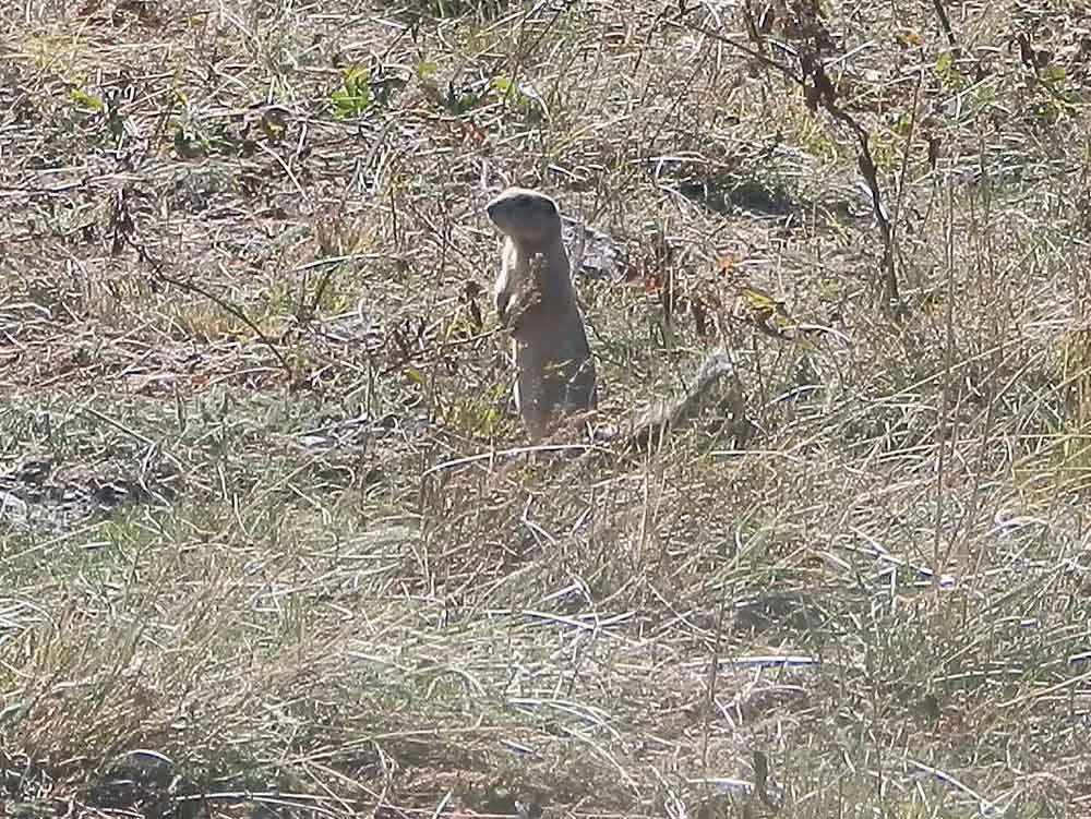 Pica ? No, Urocitellus(= Spermophilus) undulatus - Mongolia