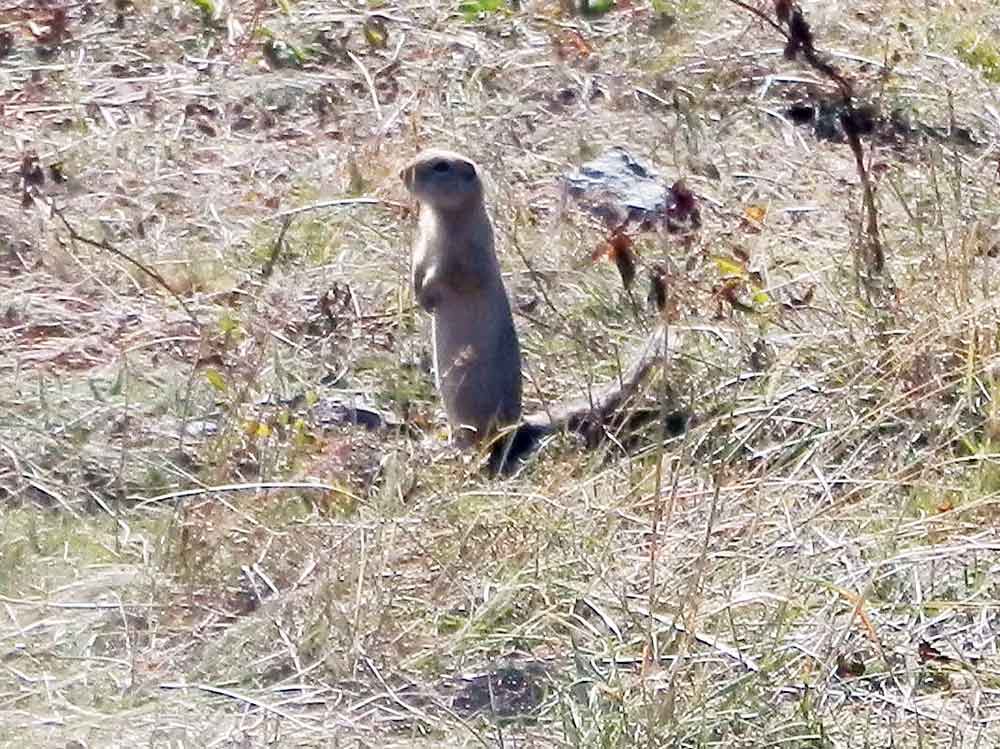 Pica ? No, Urocitellus(= Spermophilus) undulatus - Mongolia