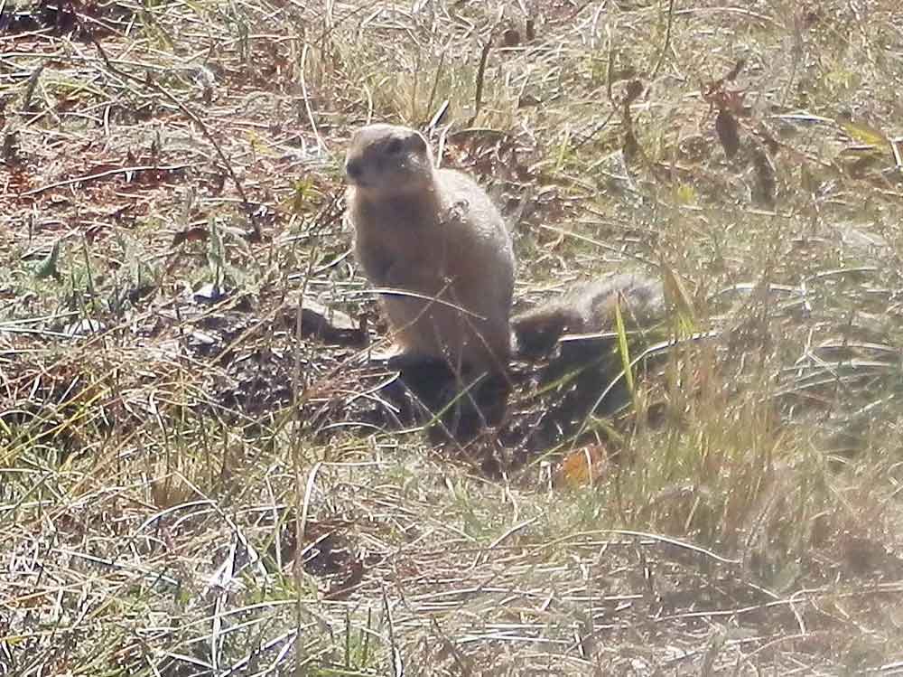 Pica ? No, Urocitellus(= Spermophilus) undulatus - Mongolia