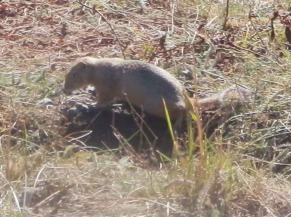 Pica ? No, Urocitellus(= Spermophilus) undulatus - Mongolia