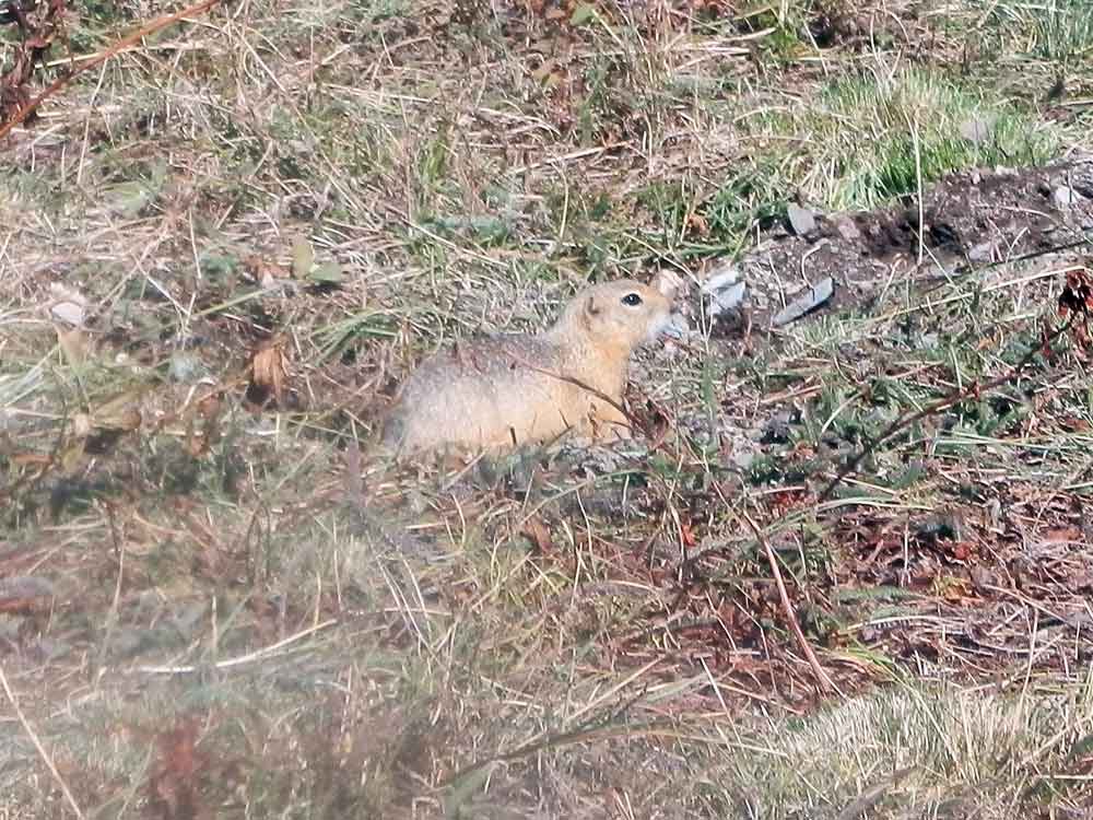 Pica ? No, Urocitellus(= Spermophilus) undulatus - Mongolia