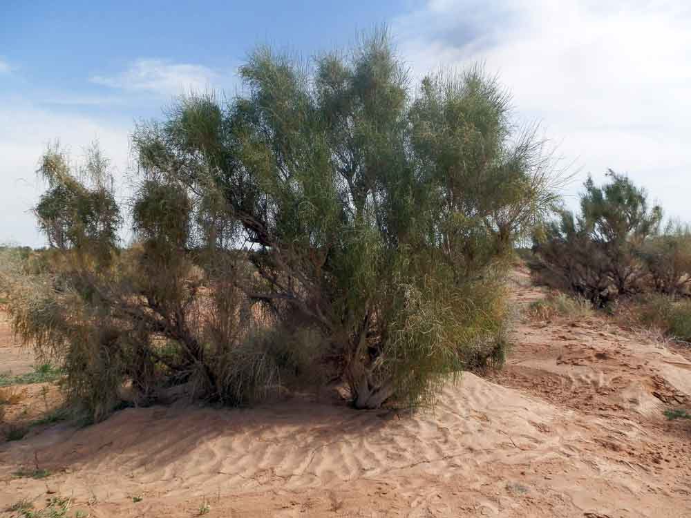 Haloxylon ammodendron (Amaranthaceae) - Mongolia