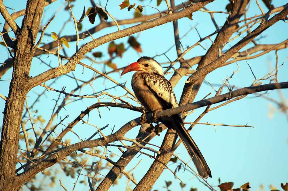 Bucero:   Tockus damarensis - Namibia