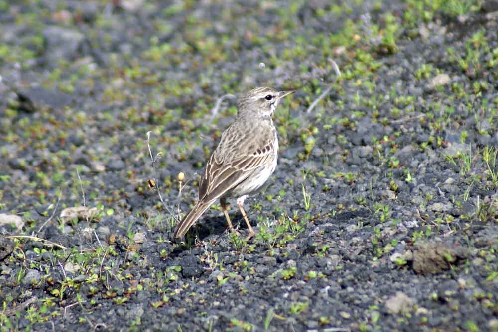 Anthus berthelotii? - Canarie